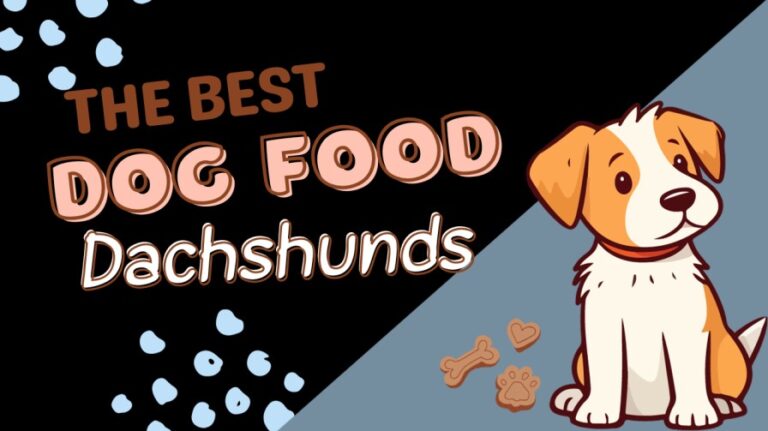 The Best Dog Food For Dachshunds